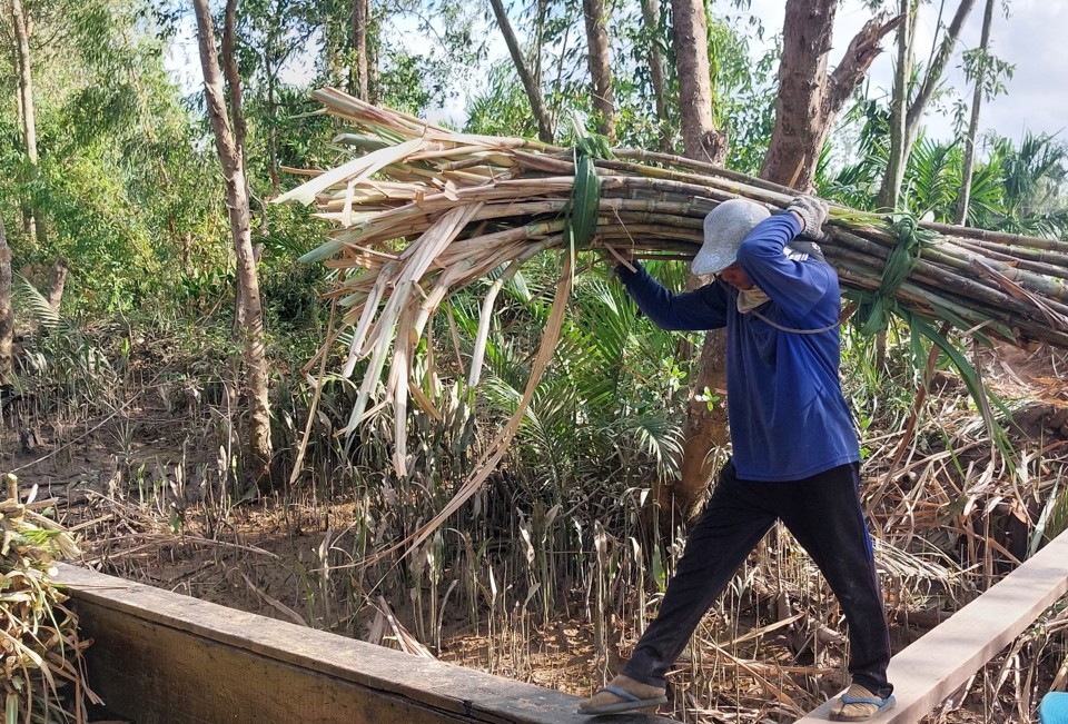 Kinh tế - Sóc Trăng: Nông dân phấn khởi vì mía được mùa, được giá (Hình 2).