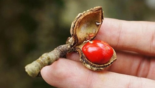 Đời sống - Loại hạt xưa rụng đầy không ai nhặt nay “lên đời” thành đặc sản đắt đỏ (Hình 2).