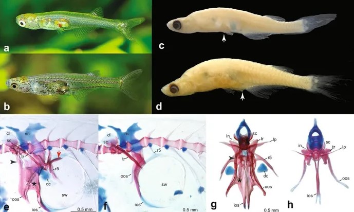 Đời sống - Loài cá “lạ” chỉ dài 1cm nhưng tạo ra âm thanh lớn như tiếng máy bay (Hình 3).