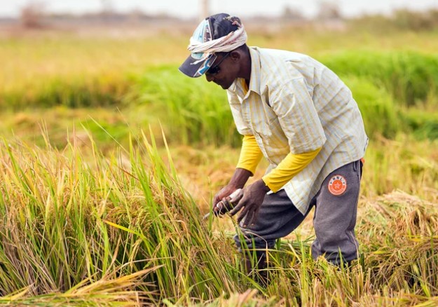 Kinh tế - Nhiều dư địa xuất khẩu gạo sang thị trường Senegal