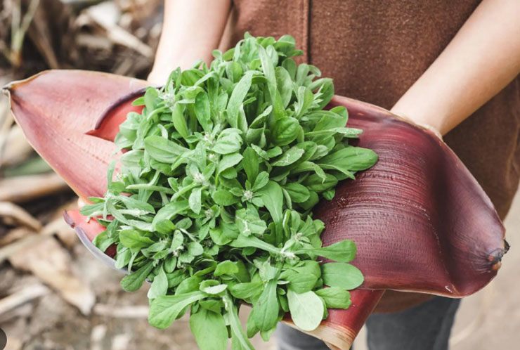 Đời sống - Loại rau dại trước cho gà ăn nay làm thành món đặc sản ở thành phố, giá nửa triệu đồng/kg