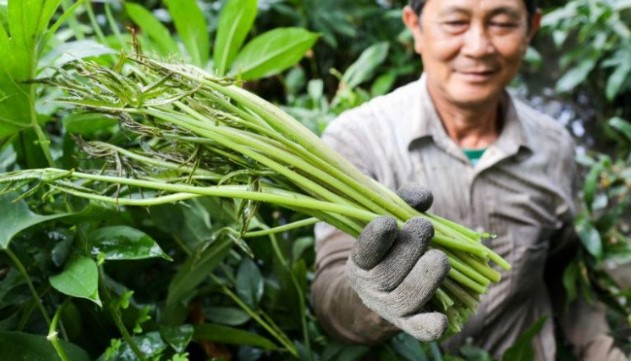 Đời sống - Loại rau dại xưa cho lợn ăn nay thành đặc sản dân thành phố 'tranh nhau mua' (Hình 4).