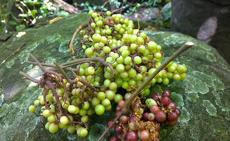 Đời sống - Loại quả xưa 'không ai ngó' nay thành đặc sản được nhiều người săn lùng (Hình 2).