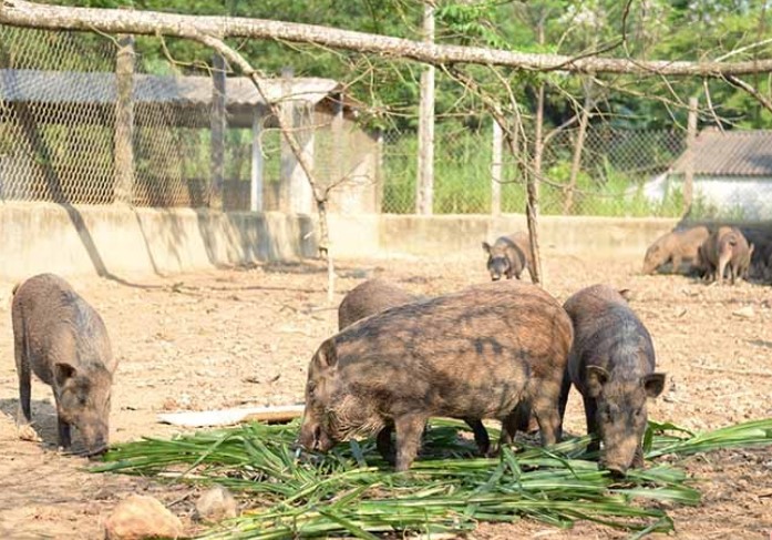 Đời sống - Anh nông dân thu hàng trăm triệu đồng nhờ nuôi loài vật'ham ăn rau cỏ'