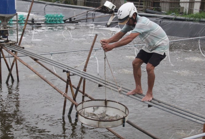 Đời sống - Lão nông bỏ túi 140 tỷ đồng nhờ nuôi con đặc sản 'nhiều người mê' (Hình 3).