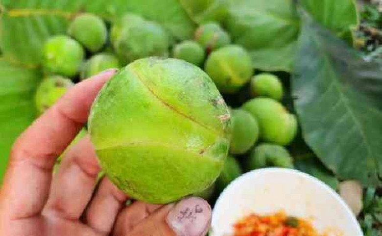 Đời sống - Loại quả dại xưa không ai ngó nay thành đặc sản mùa hè,120.000 đồng/kg