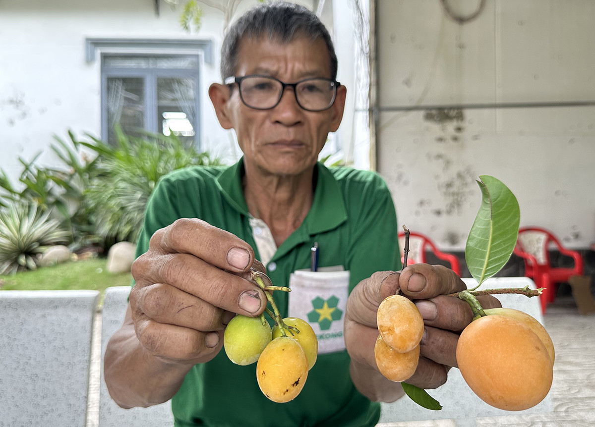 Đời sống - Lão nông bỏ túi hàng trăm triệu nhờ trồng thứ quả “lạ” có vị ngọt ngào (Hình 2).