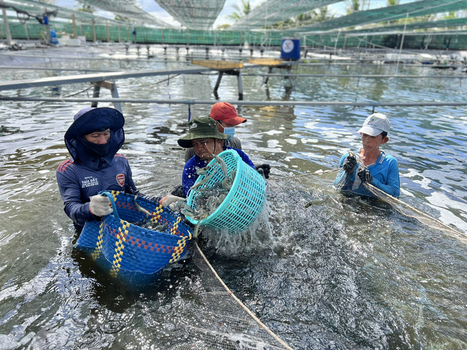 Kinh tế - Xuất khẩu thủy sản của Bạc Liêu tăng trưởng mạnh