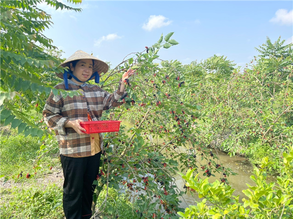 Đời sống - Chị nông dân lãi 300 triệu đồng/năm nhờ trồng thứ “tiên dược trời ban”