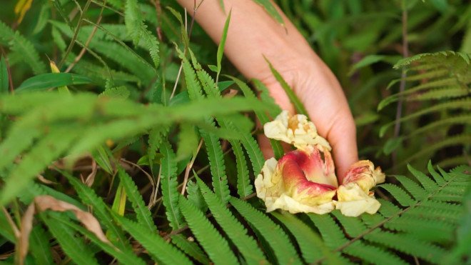 Đời sống - Thứ xưa rụng đầy không ai biết nay thành đặc sản dân phố săn lùng