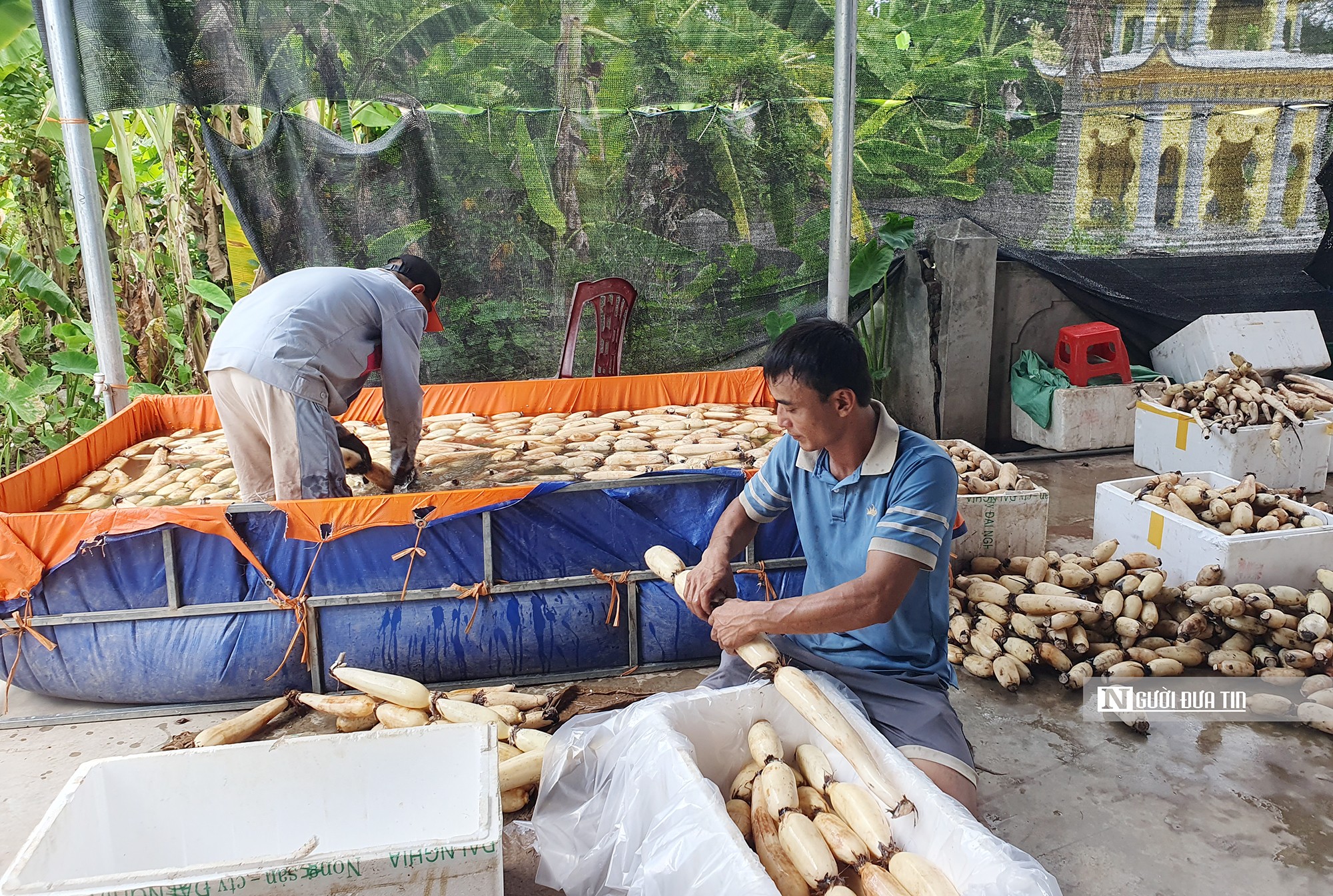 Dân sinh - Hải Phòng: Bắt ruộng sâu trũng bị bỏ hoang “đẻ ra vàng” (Hình 2).