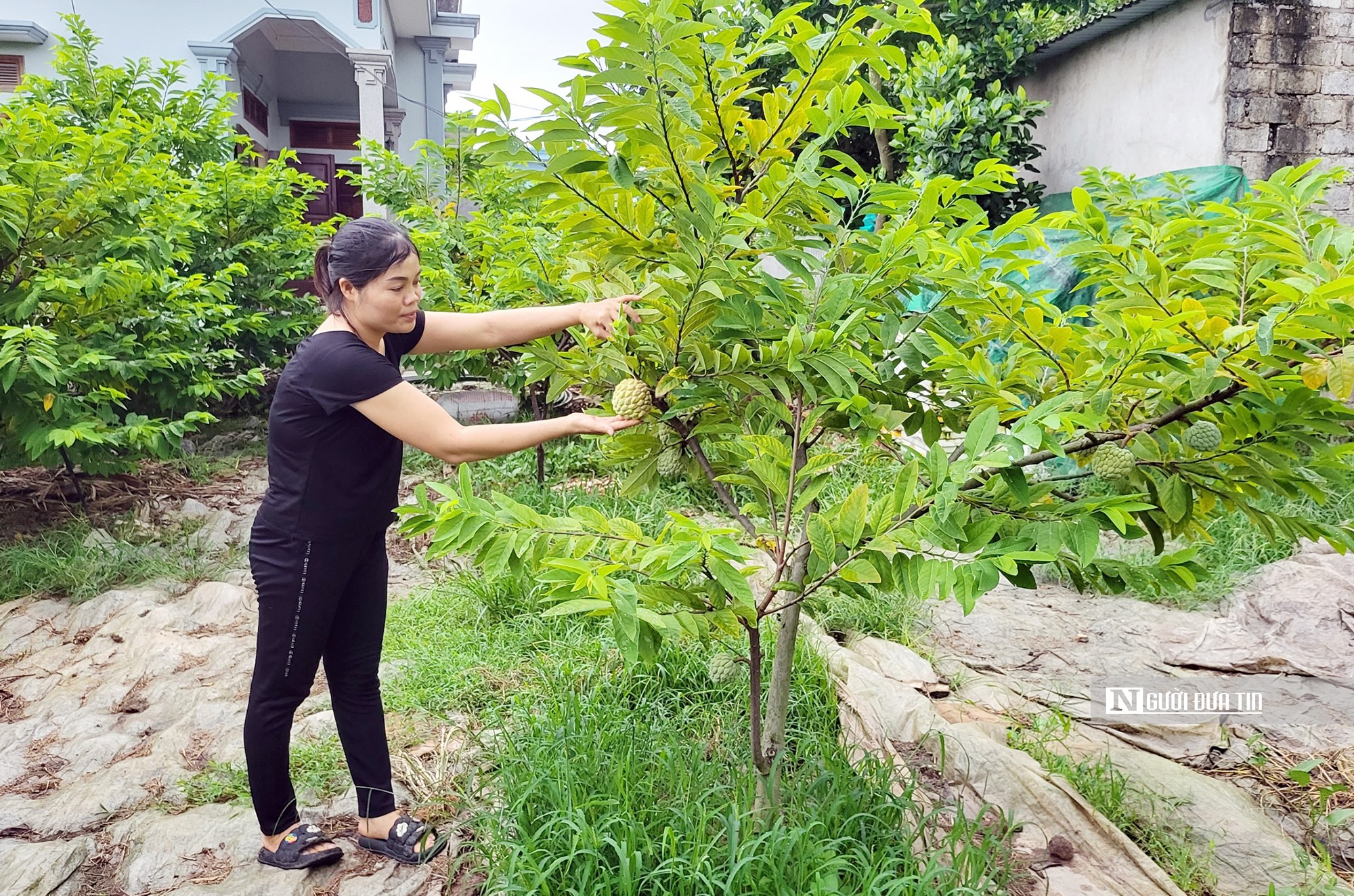 Dân sinh - Hải Phòng: Một xã có hàng chục tỷ phú nhờ trồng na