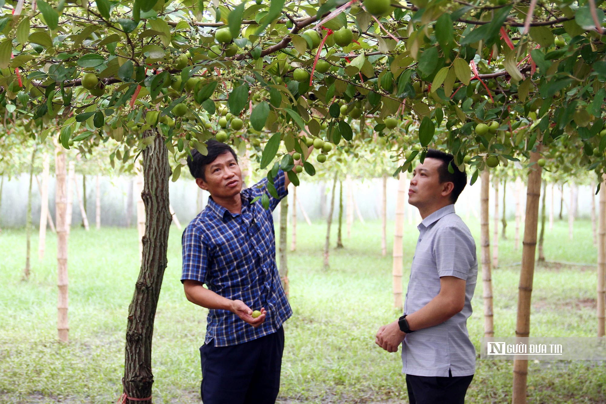 Dân sinh - Hải Phòng: Trồng táo trên ruộng muối thu hơn nửa tỷ mỗi năm