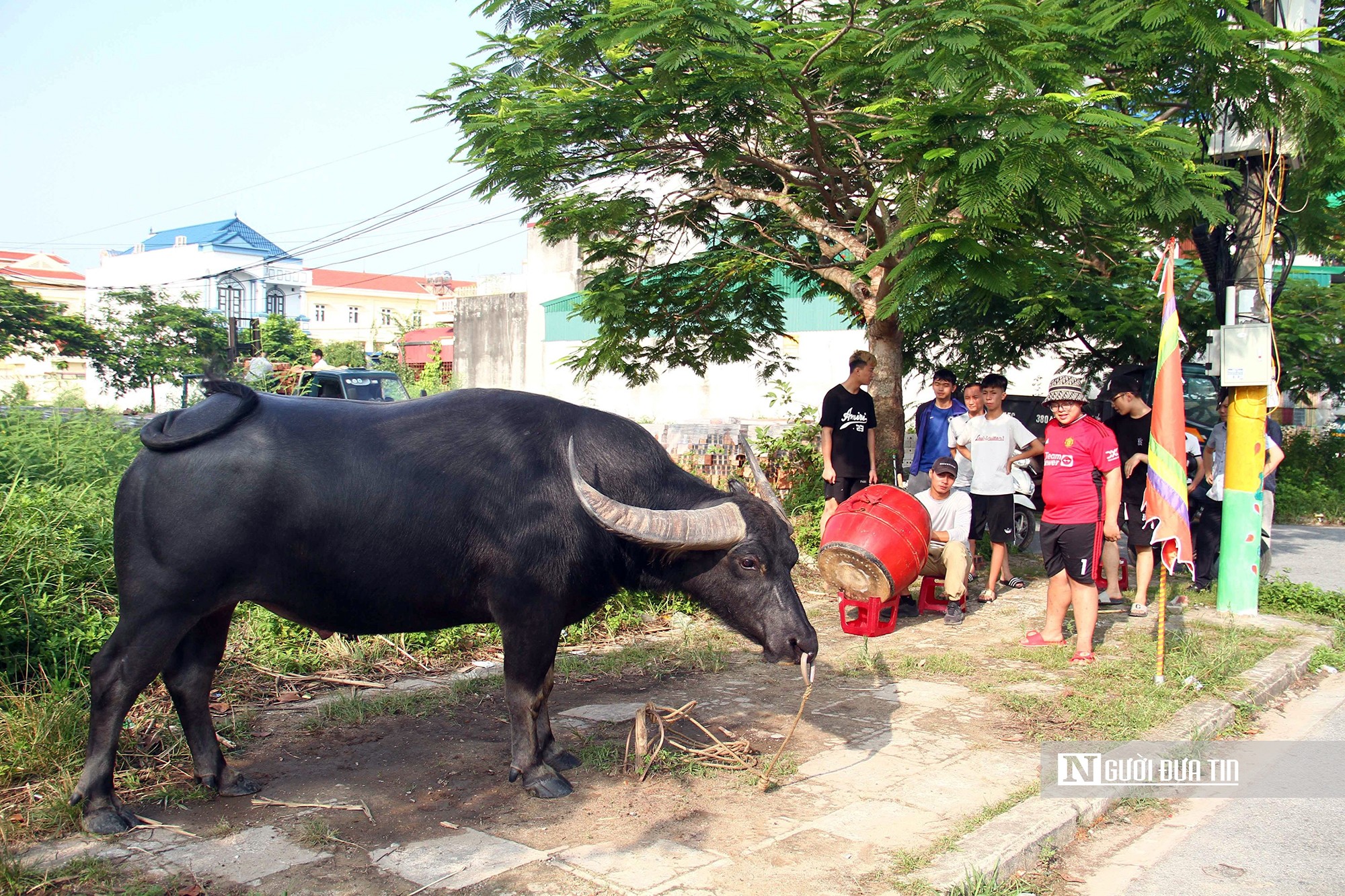 Văn hoá - Hải Phòng: Nhiều điều đặc sắc tại lễ hội chọi trâu Đồ Sơn năm 2023 (Hình 2).