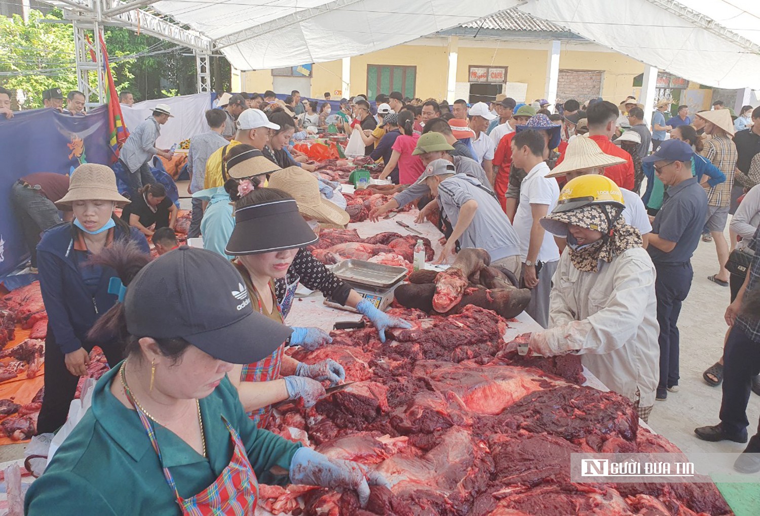 Văn hoá - Hải Phòng: Thịt trâu chọi Đồ Sơn được “hét giá” 3,5 triệu đồng/kg