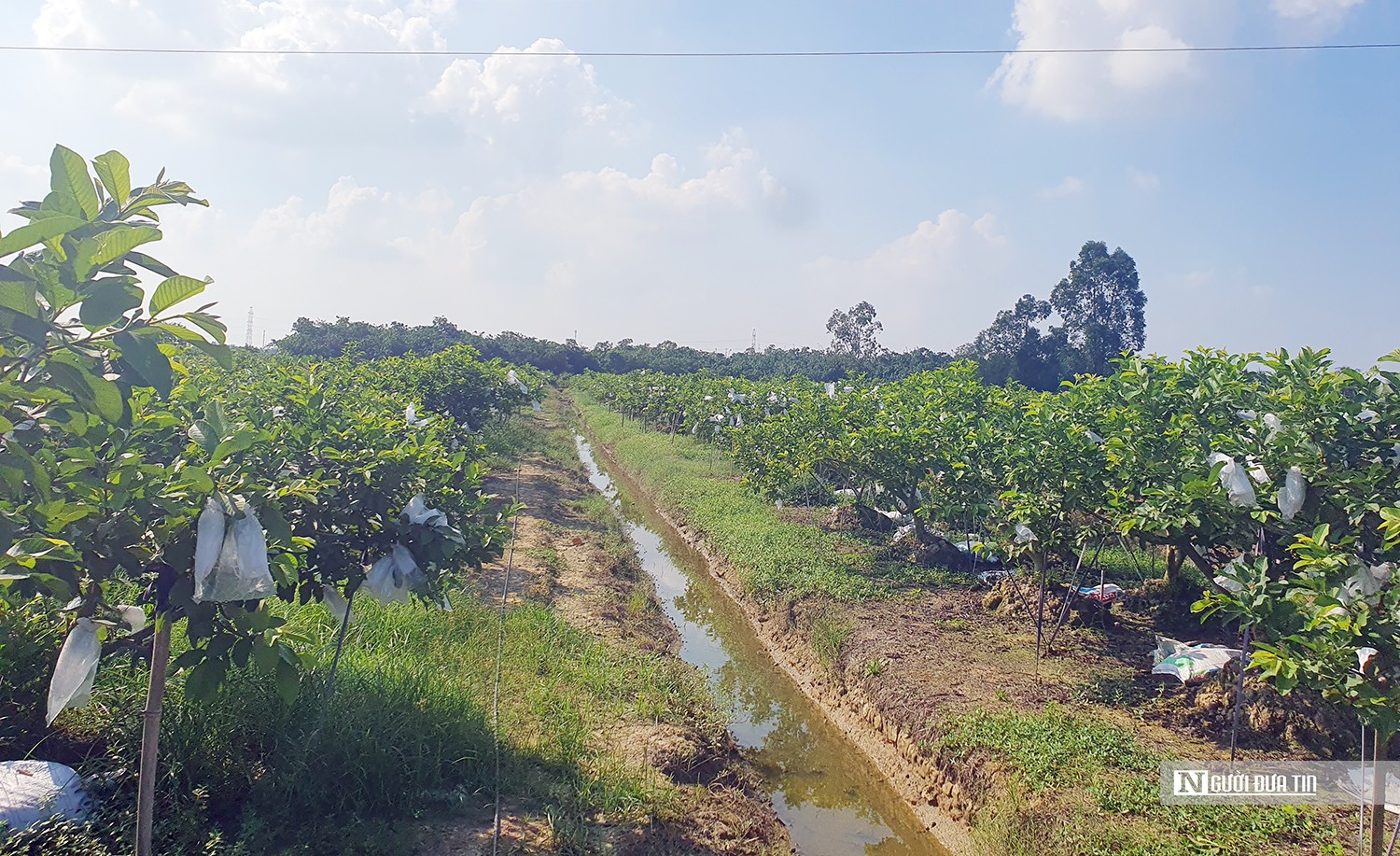 Dân sinh - Hải Phòng: Biến ruộng bỏ hoang thành “đất vàng” thu tiền tỷ