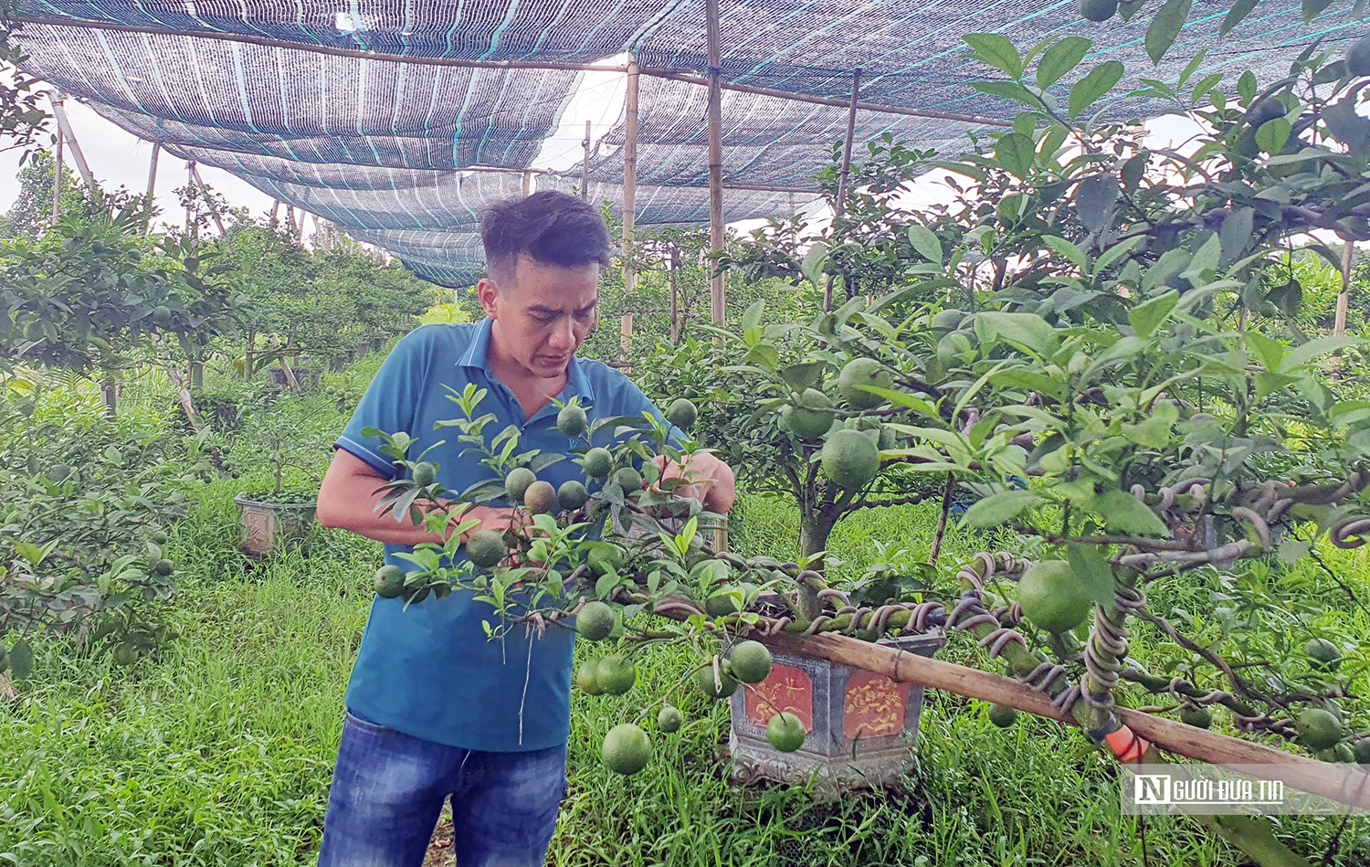 Dân sinh - Nông dân Hải Phòng đầu tư tiền tỷ trồng cây chanh cảnh bán dịp Tết