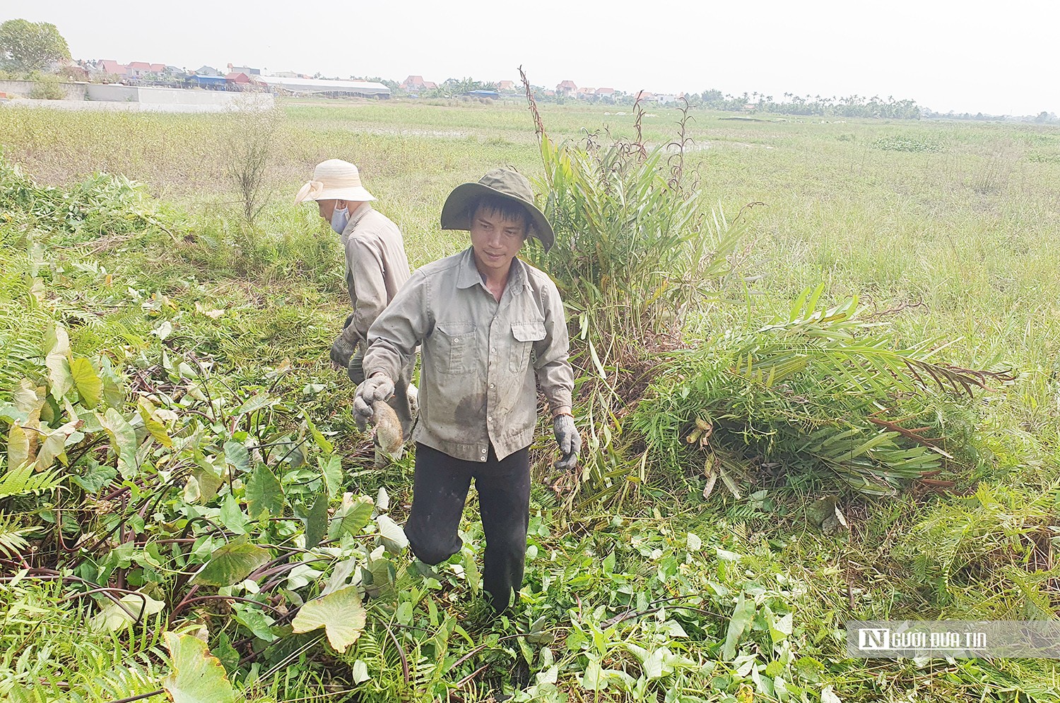 Dân sinh - Người dân Hải Phòng kiếm tiền triệu mỗi ngày nhờ đi săn chuột đồng (Hình 2).