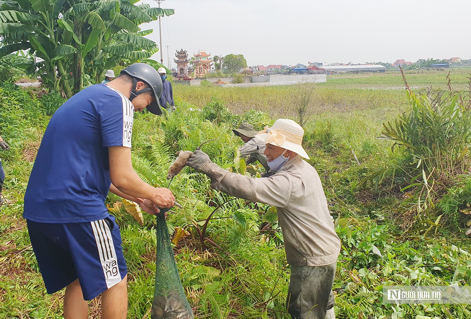 Dân sinh - Người dân Hải Phòng kiếm tiền triệu mỗi ngày nhờ đi săn chuột đồng