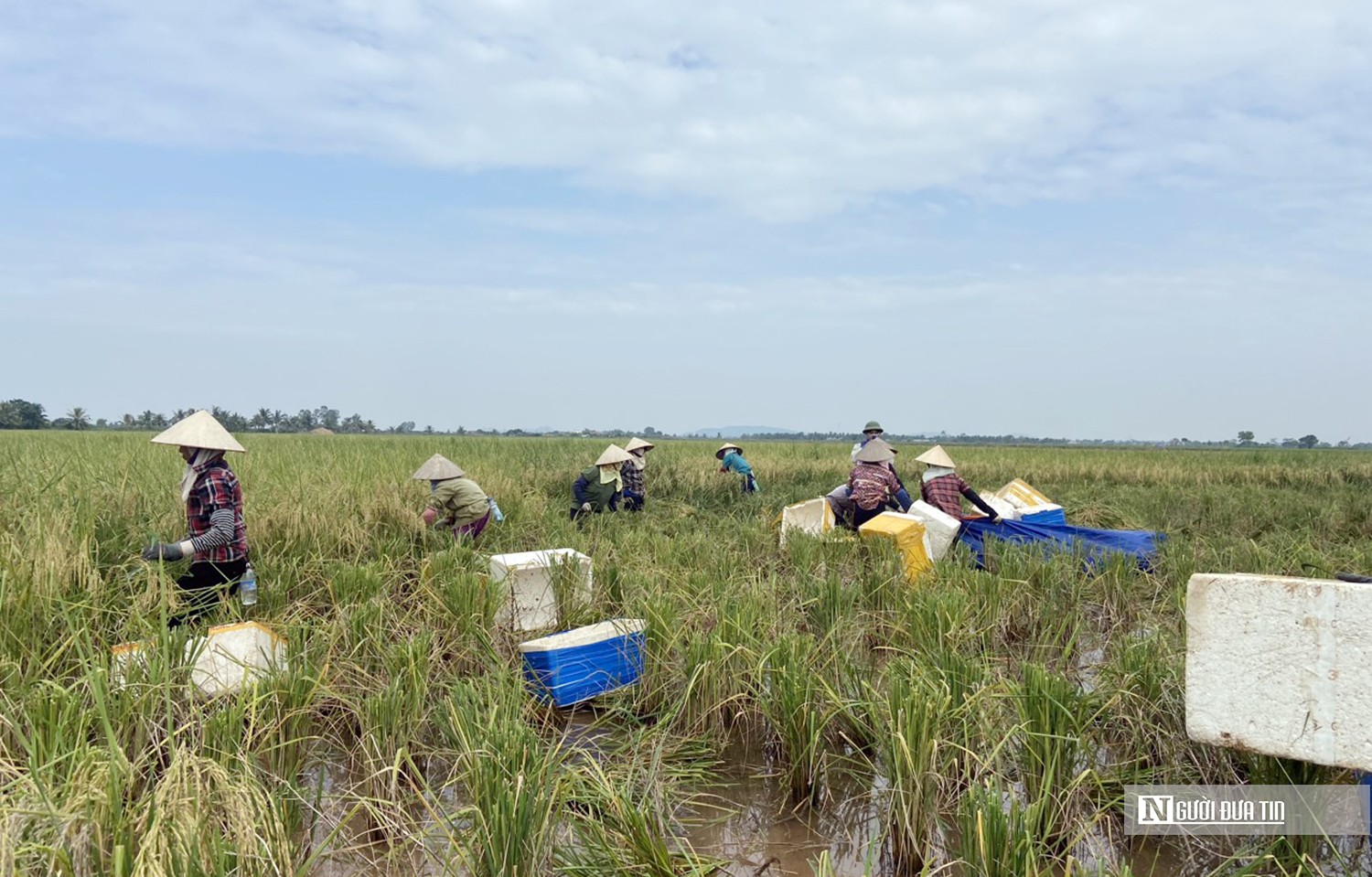 Dân sinh - Hải Phòng: Nông dân thu tiền tỷ nhờ cấy lúa trên ruộng rươi (Hình 2).