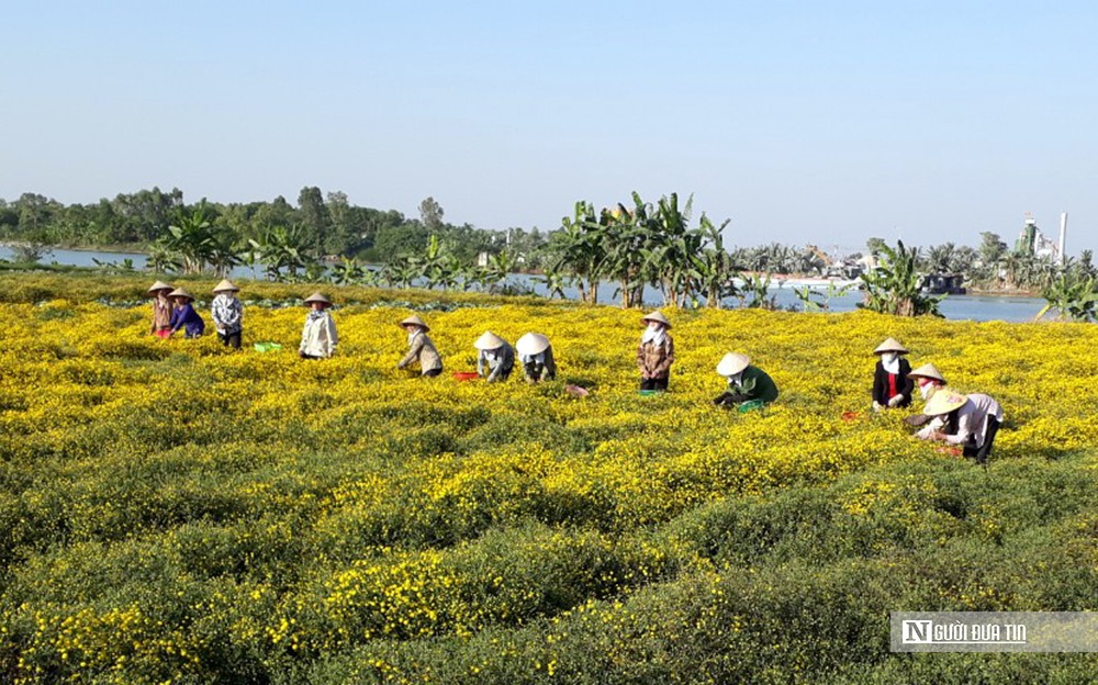 Dân sinh - Hải Phòng: “Nữ tướng” giúp đưa về những mùa vàng bội thu  (Hình 3).