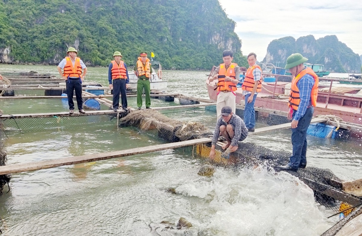 Môi trường - Quảng Ninh: Thay thế gần 7 triệu phao xốp trong nuôi trồng thủy sản