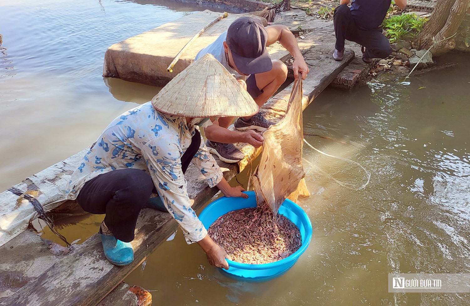 Dân sinh - Hải Phòng: Vớt “lộc trời” thu hàng trăm triệu mỗi ngày (Hình 3).