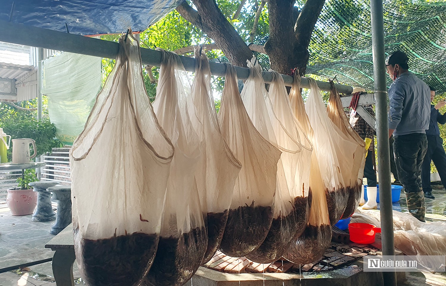 Dân sinh - Hải Phòng: Vớt “lộc trời” thu hàng trăm triệu mỗi ngày (Hình 5).