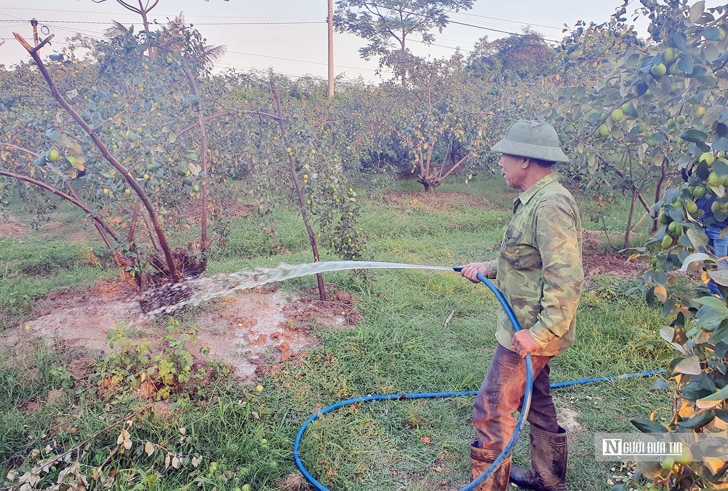 Dân sinh - Hải Phòng: Vùng trồng “táo muối” Bàng La vào vụ Tết (Hình 3).