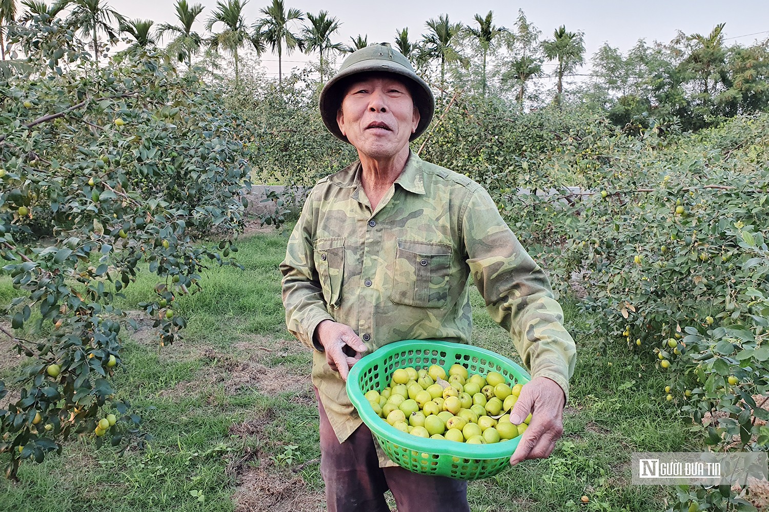 Dân sinh - Hải Phòng: Vùng trồng “táo muối” Bàng La vào vụ Tết