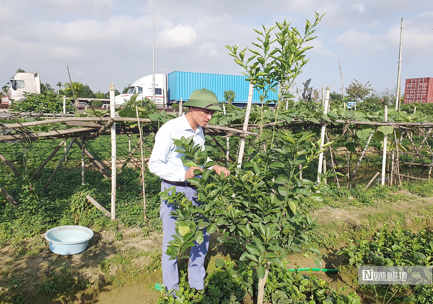 Dân sinh - Hải Phòng: Khôi phục thành công giống cam quý từng được tiến vua