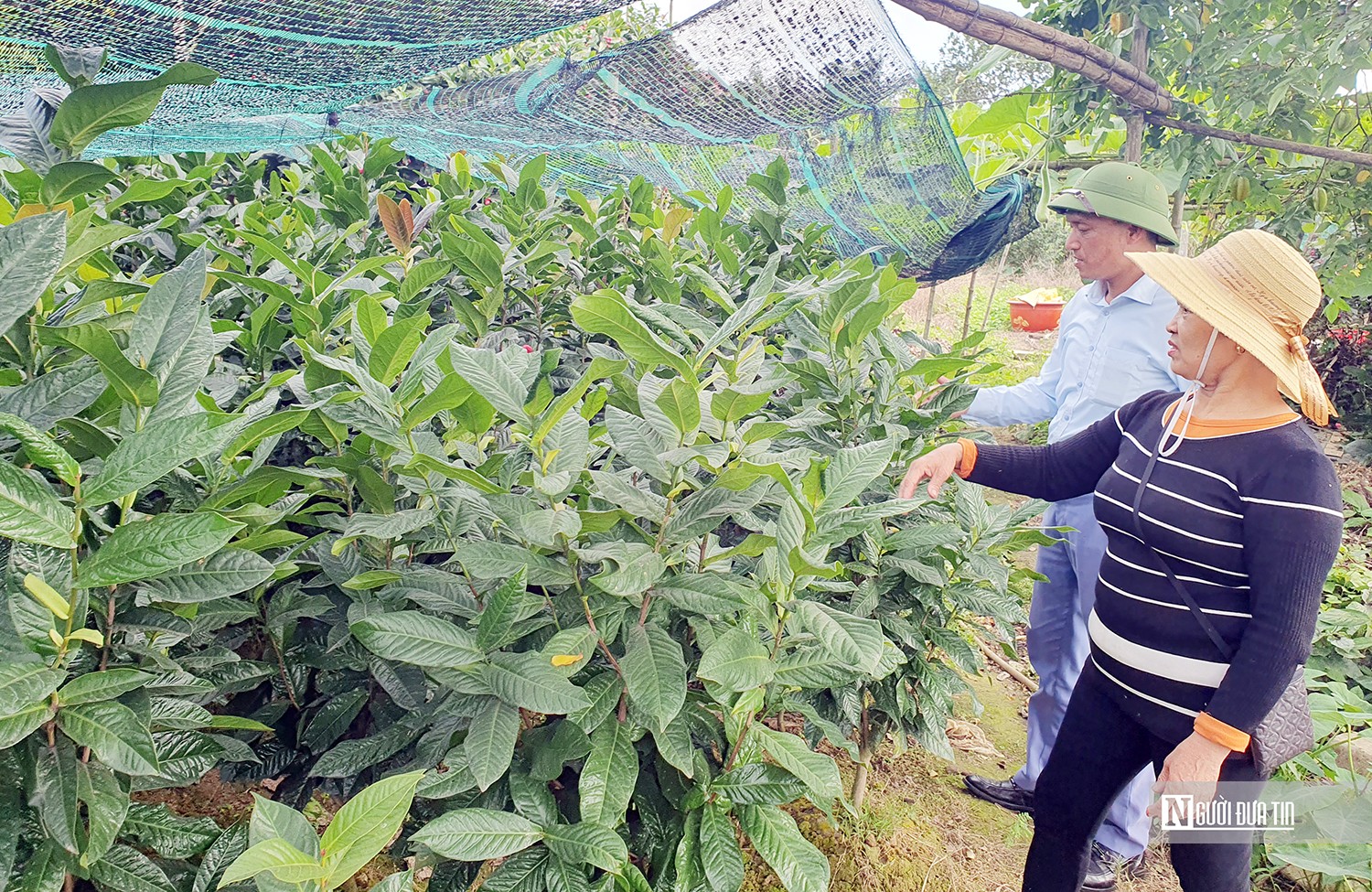 Dân sinh - Hải Phòng: Làng hoa hải đường nổi tiếng tất bật vào vụ Tết (Hình 2).