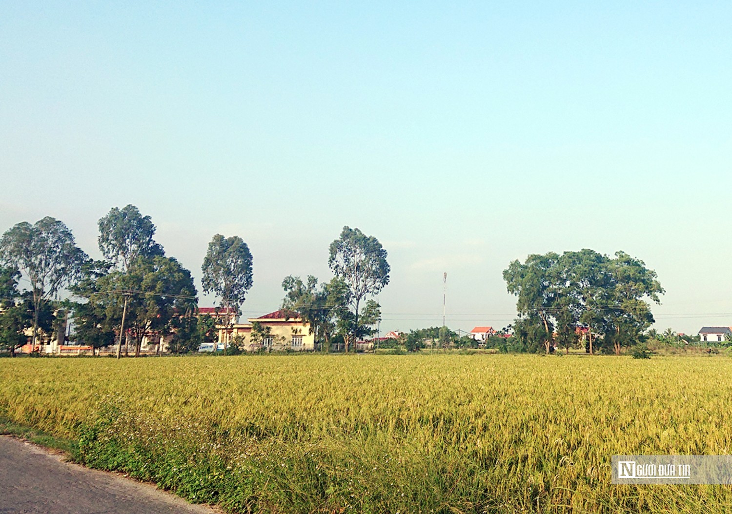 Dân sinh - Hải Phòng: Nơi không có ruộng đất bỏ hoang nhờ giống lúa quý (Hình 2).