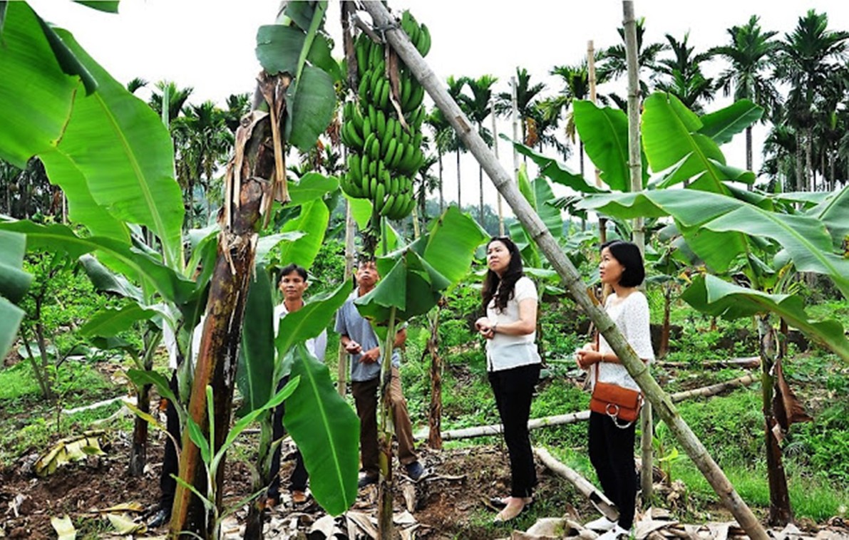 Dân sinh - Hải Phòng: Chuối tiêu hồng tiền triệu mỗi buồng vẫn đắt khách (Hình 2).