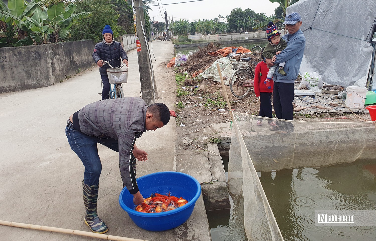 Dân sinh - Hải Phòng: Làng nghề nuôi cá chép đỏ tấp nập dịp Tết ông Công, ông Táo (Hình 5).