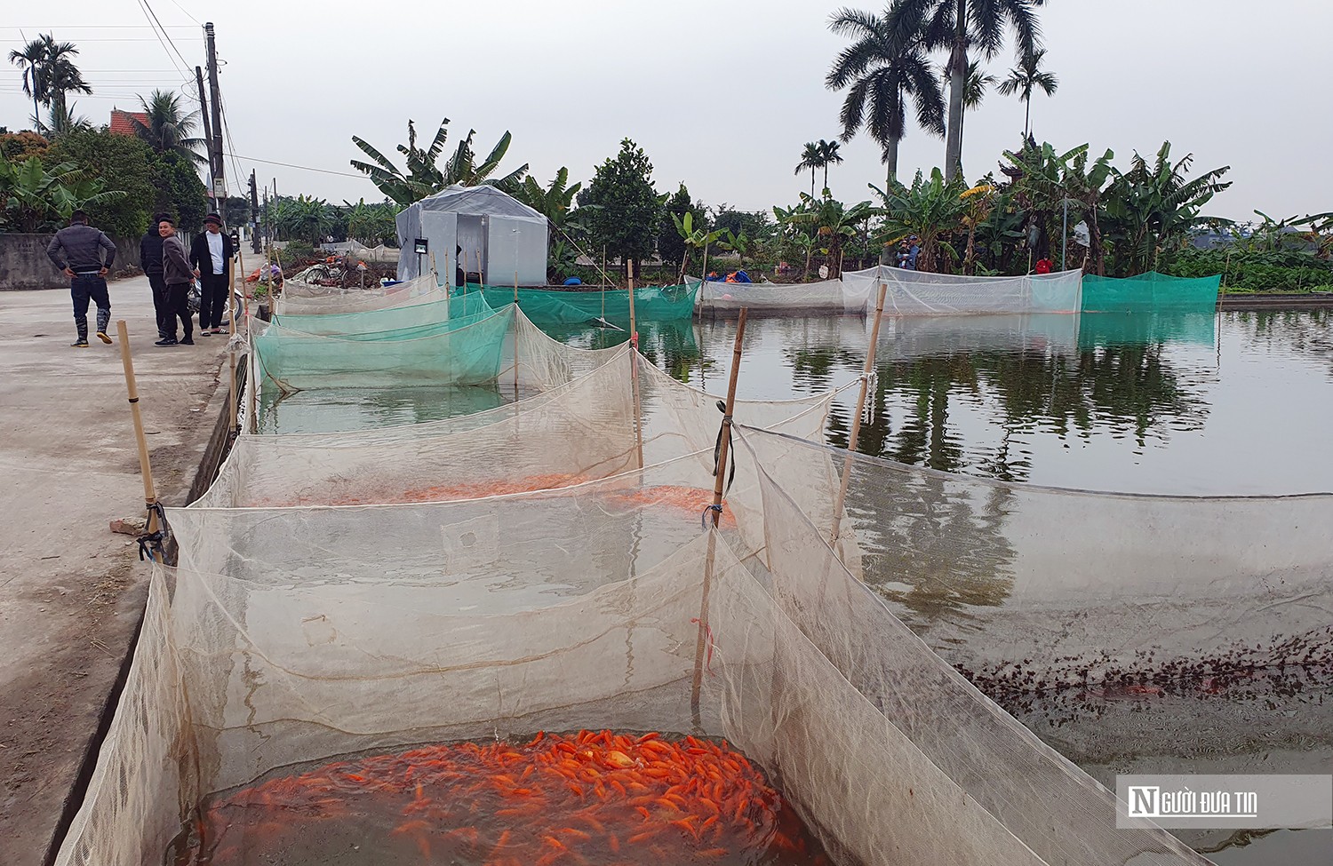 Dân sinh - Hải Phòng: Làng nghề nuôi cá chép đỏ tấp nập dịp Tết ông Công, ông Táo