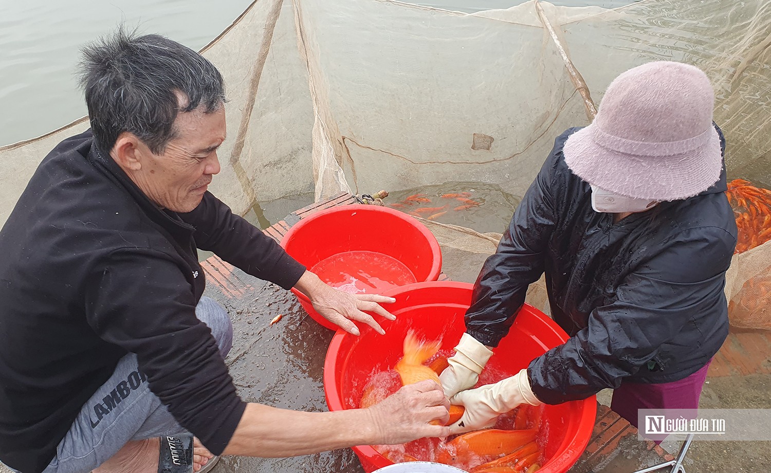 Dân sinh - Hải Phòng: Làng nghề nuôi cá chép đỏ tấp nập dịp Tết ông Công, ông Táo (Hình 4).