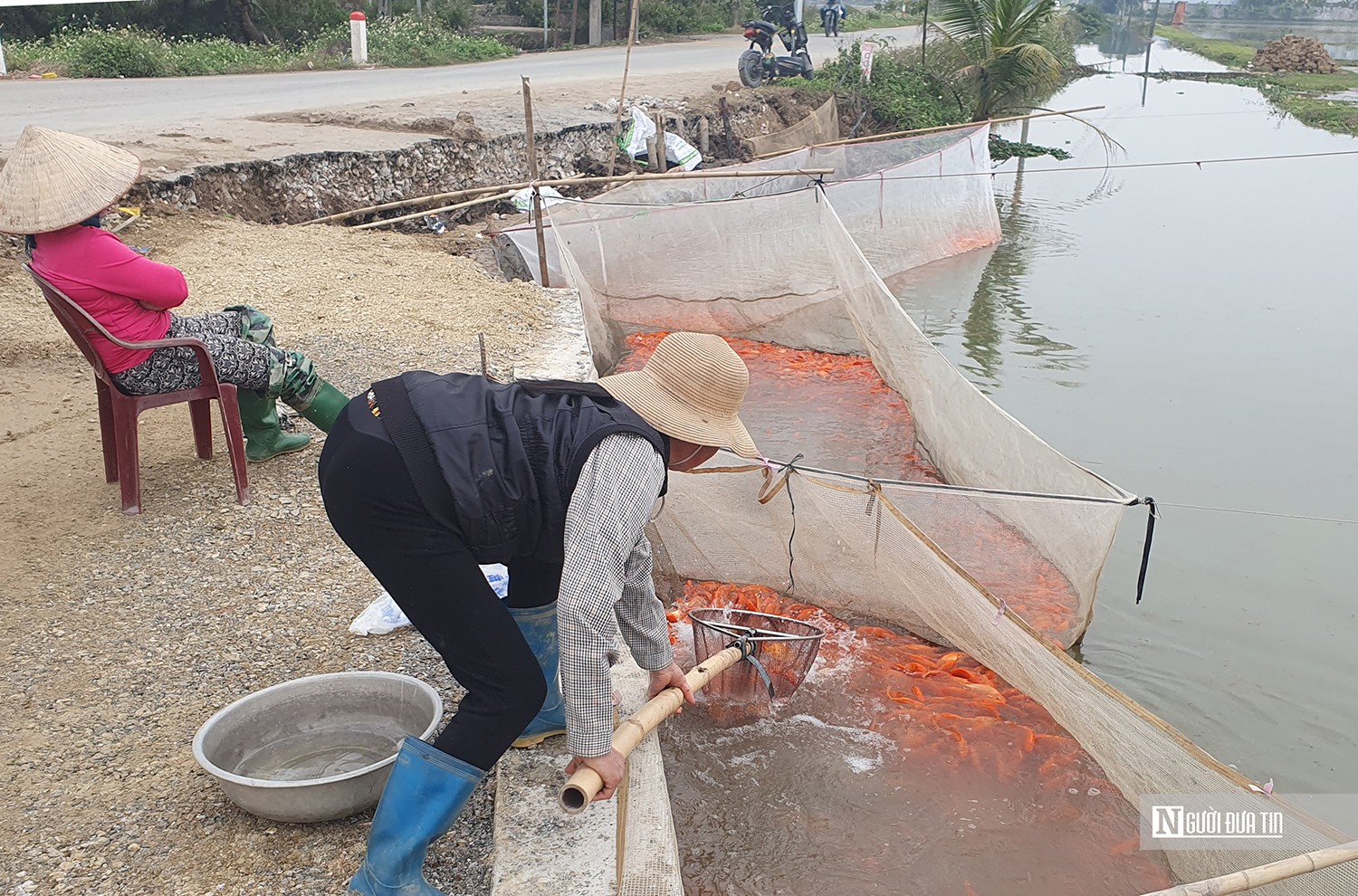 Dân sinh - Hải Phòng: Làng nghề nuôi cá chép đỏ tấp nập dịp Tết ông Công, ông Táo (Hình 2).