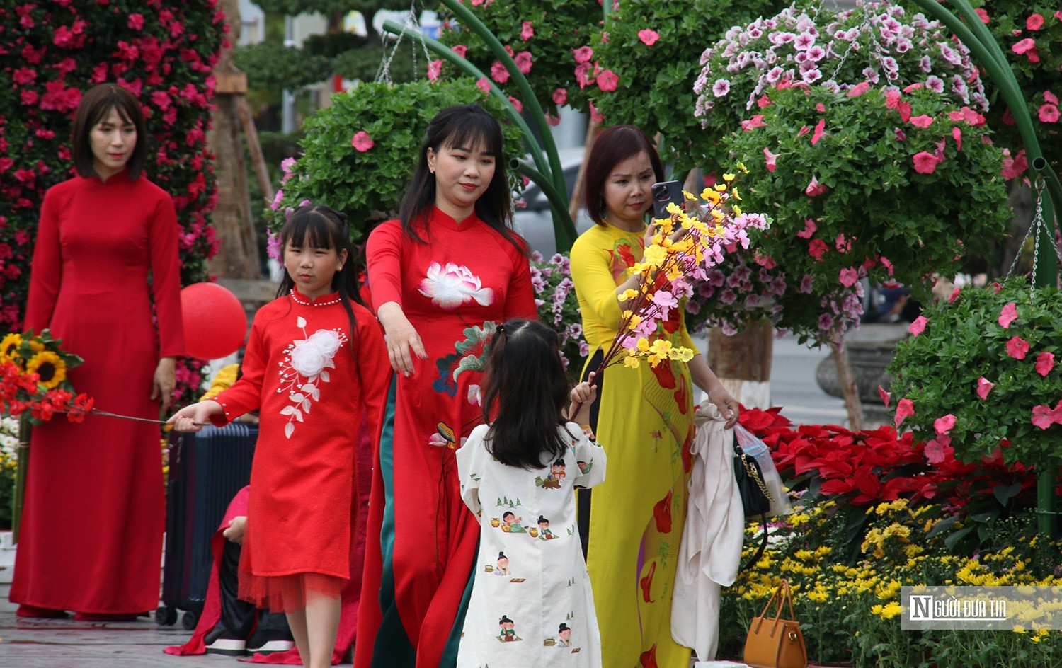 Văn hoá - 250.000 cây hoa tô sắc thắm trung tâm Hải Phòng (Hình 8).