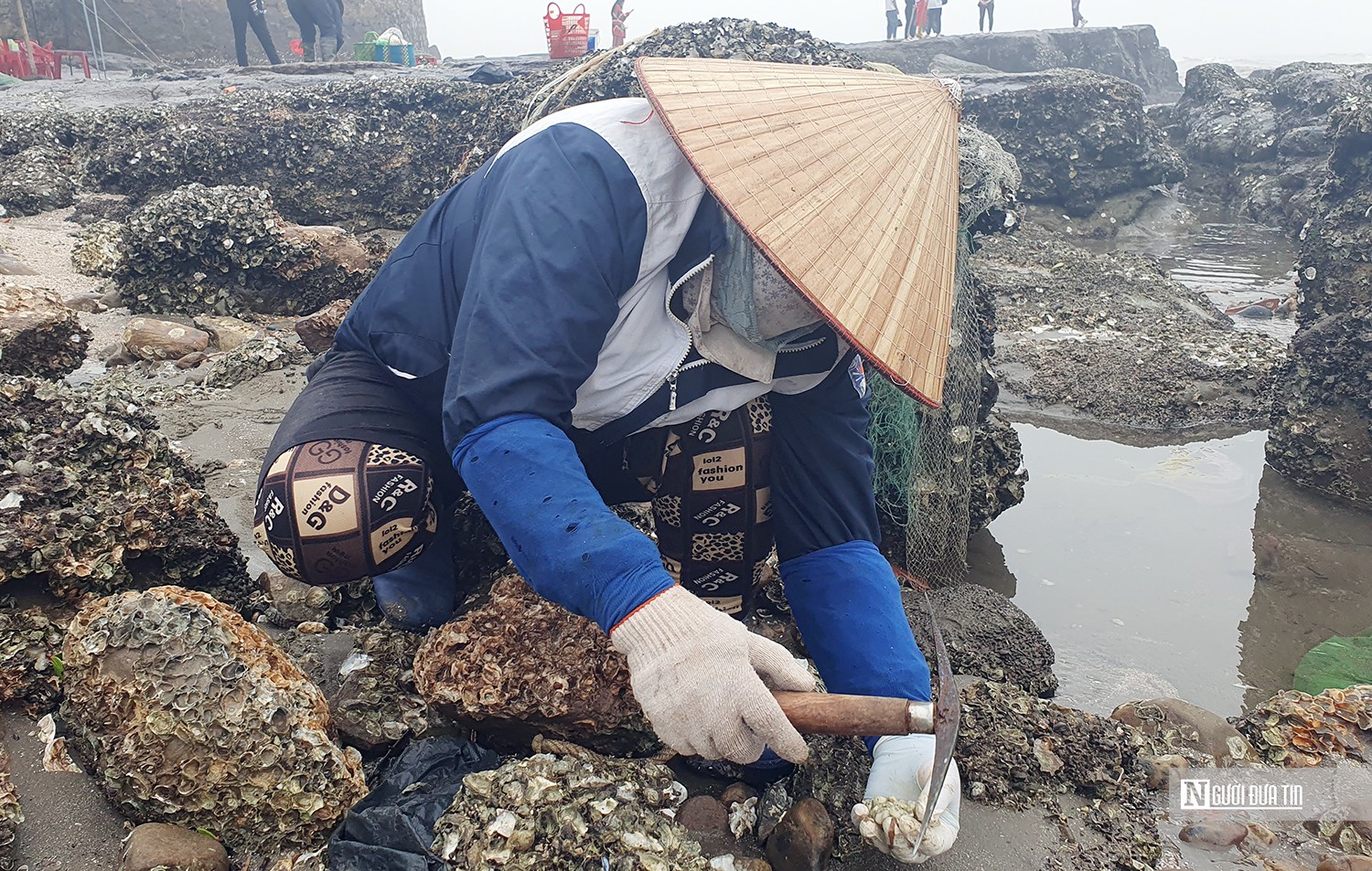 Dân sinh - Hải Phòng: Mỗi ngày thu nửa triệu đồng nhờ chăm chỉ gõ hà đá