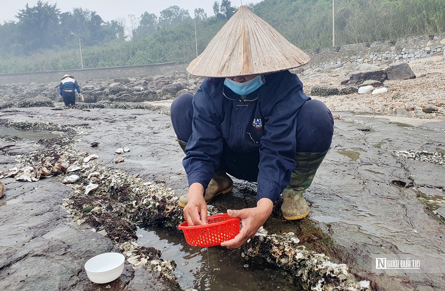 Dân sinh - Hải Phòng: Mỗi ngày thu nửa triệu đồng nhờ chăm chỉ gõ hà đá (Hình 3).