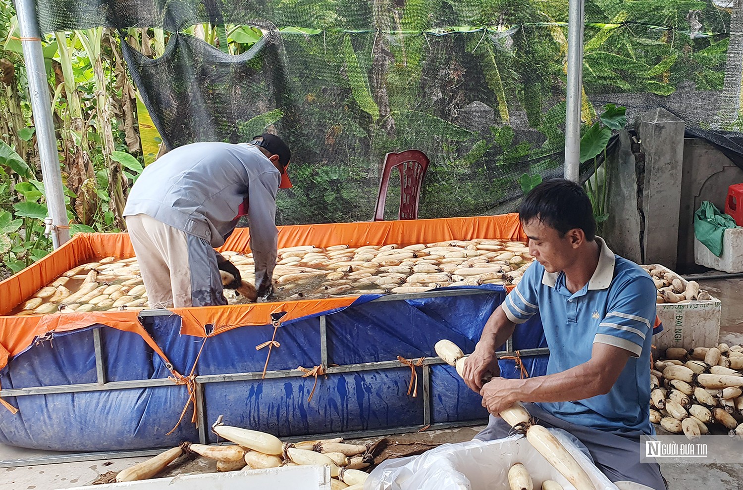 Dân sinh - Hải Phòng: Giảm 300 ha ruộng bỏ hoang nhờ tích tụ ruộng đất (Hình 2).