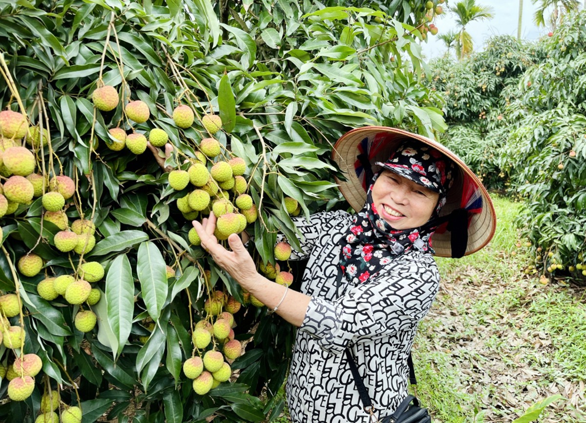 Tiêu dùng & Dư luận - Quảng Ninh: 400 ha vải chín sớm đem lại doanh thu 60 tỷ đồng (Hình 2).