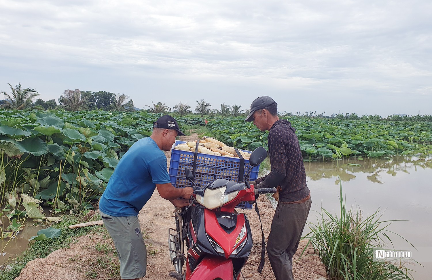 Dân sinh - Hải Phòng: Gặp gỡ vợ chồng tỷ phú trên đất trồng sen (Hình 4).