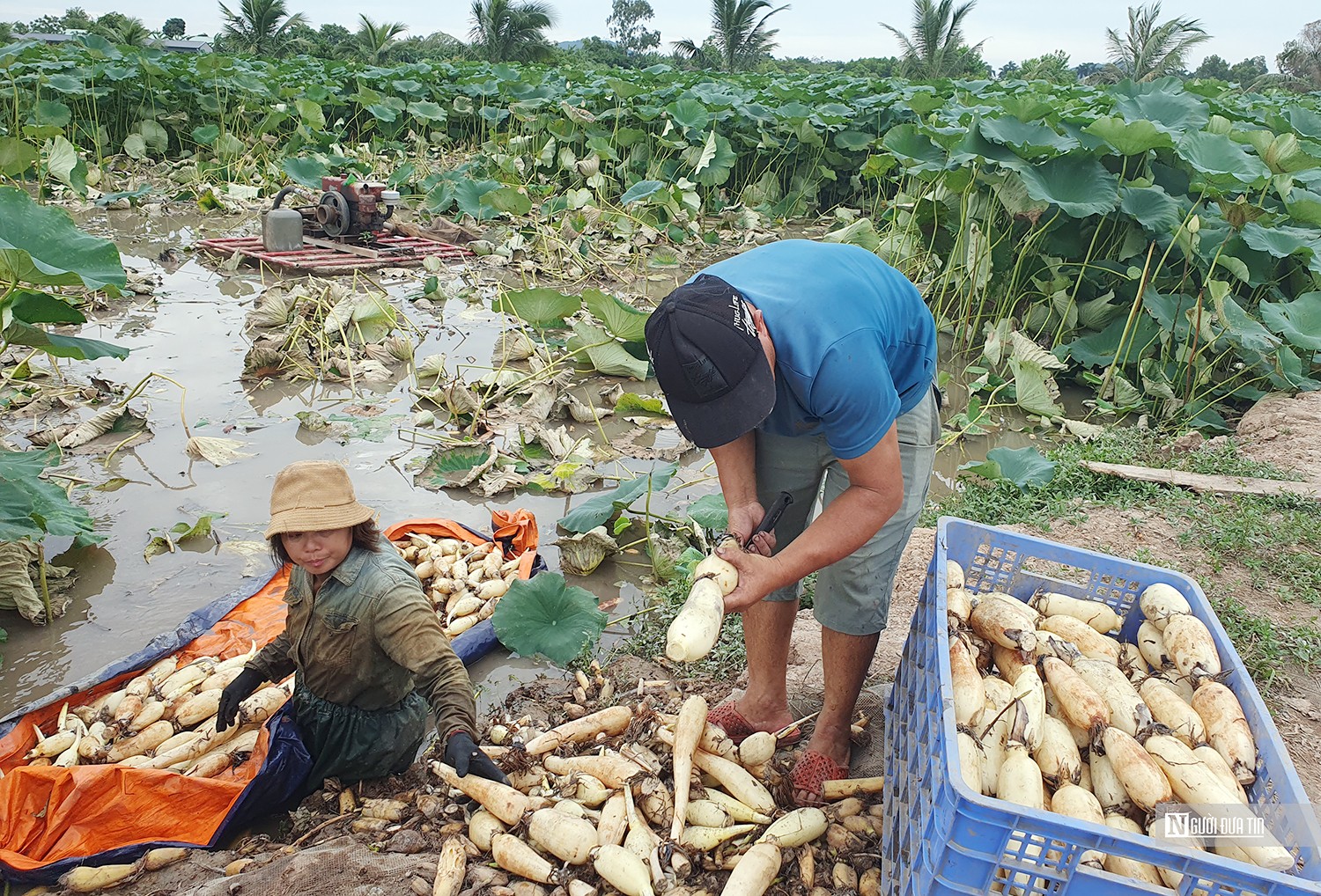 Dân sinh - Hải Phòng: Gặp gỡ vợ chồng tỷ phú trên đất trồng sen (Hình 3).