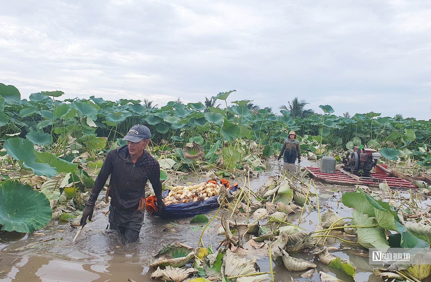 Dân sinh - Hải Phòng: Gặp gỡ vợ chồng tỷ phú trên đất trồng sen (Hình 2).