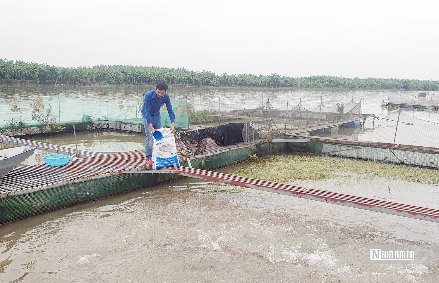 Dân sinh - Hải Phòng: Thuê ruộng trồng cỏ nuôi cá trắm thu lãi hơn 300 triệu/năm