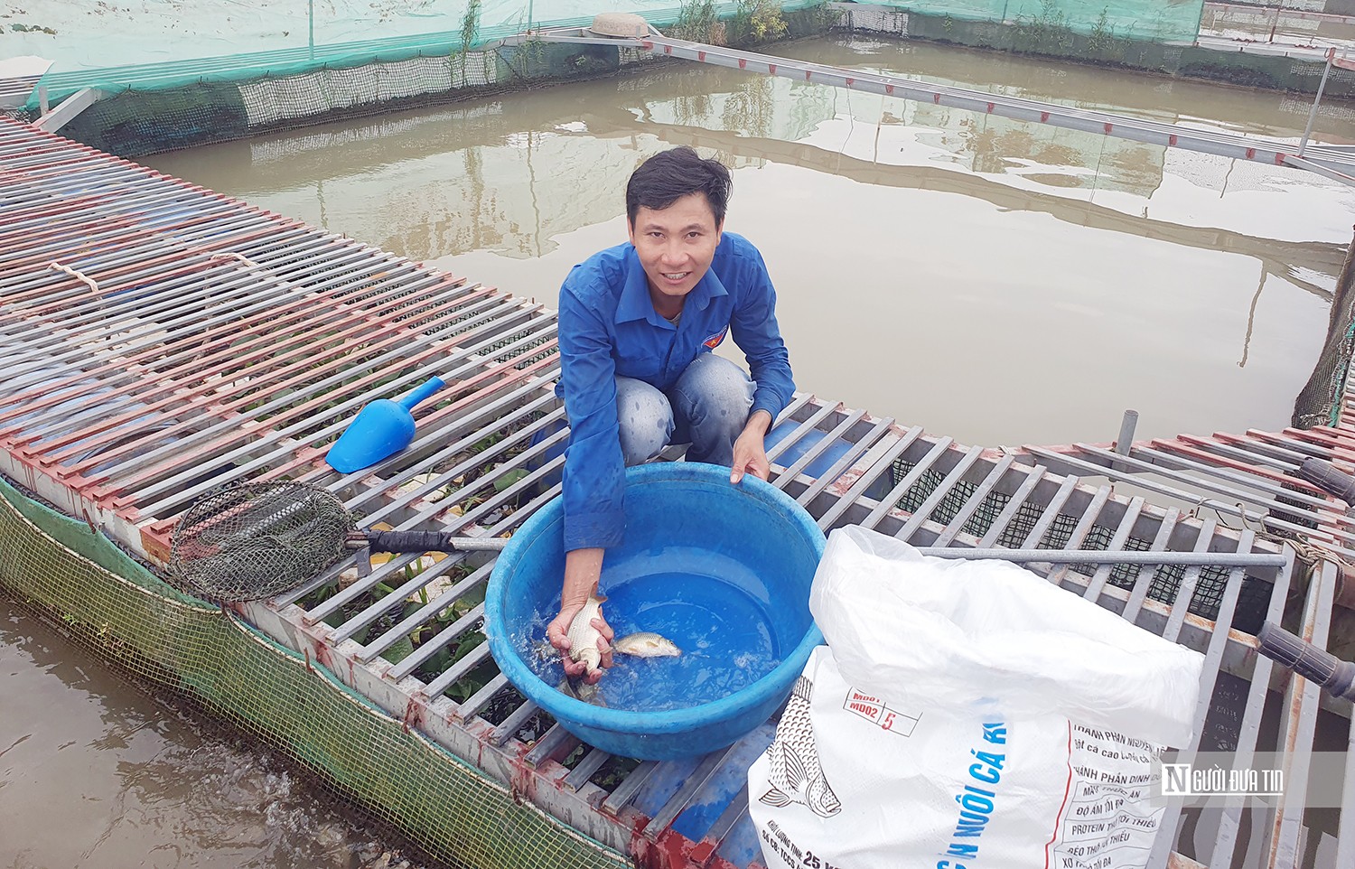 Dân sinh - Hải Phòng: Thuê ruộng trồng cỏ nuôi cá trắm thu lãi hơn 300 triệu/năm (Hình 2).