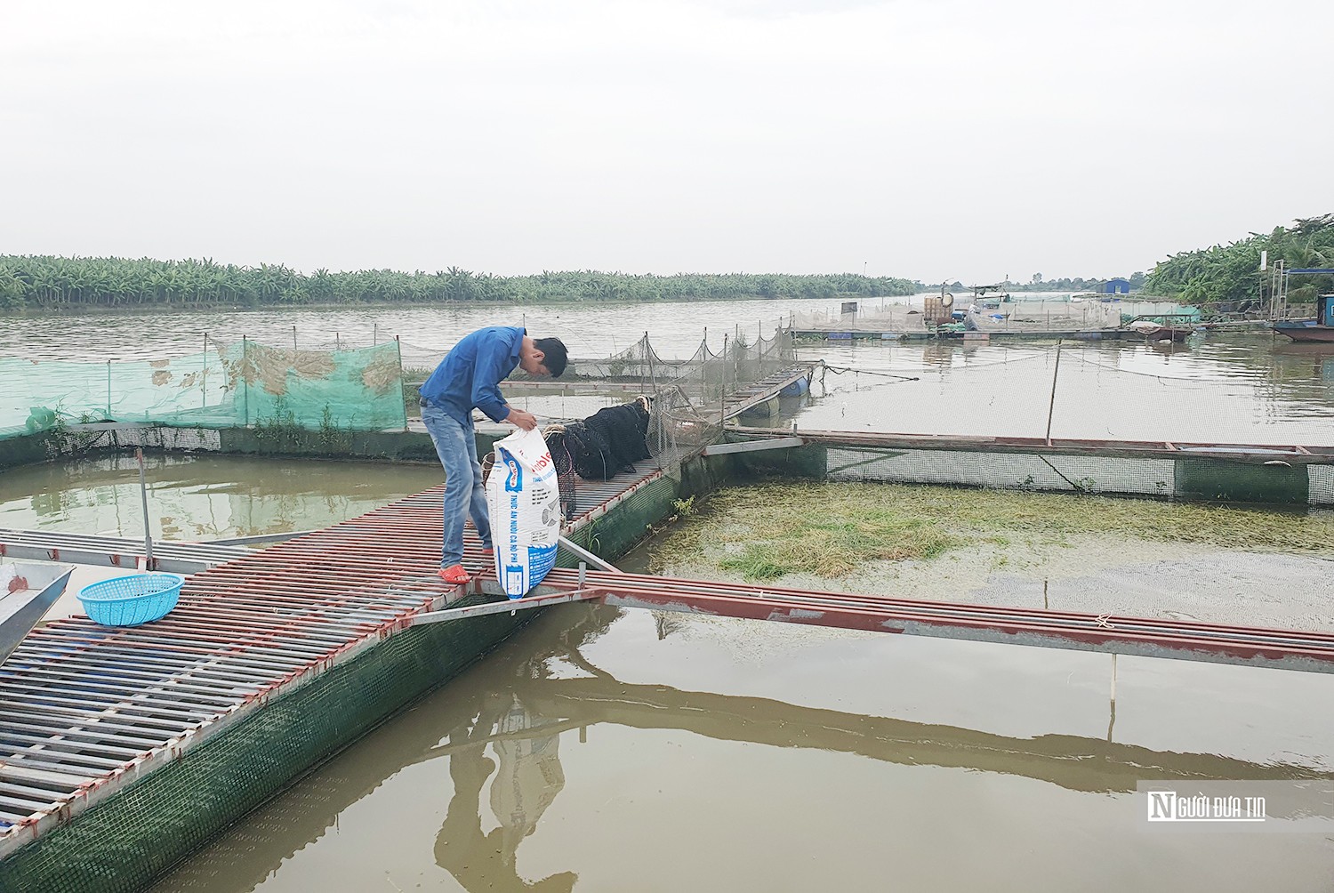 Dân sinh - Hải Phòng: Thuê ruộng trồng cỏ nuôi cá trắm thu lãi hơn 300 triệu/năm (Hình 3).