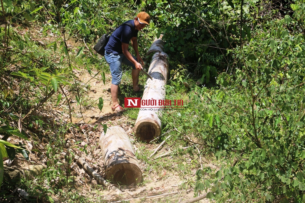 Tan hoang rừng đầu nguồn miền Tây xứ Nghệ (Hình 3).